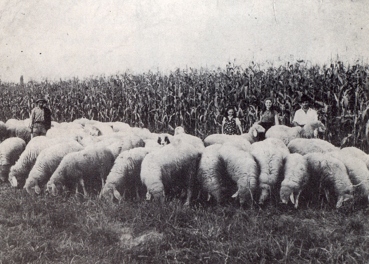 Il gregge dei fratelli Barbù - Anno 1945